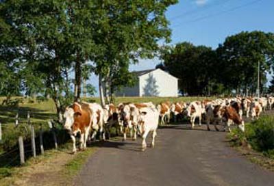 Cows294