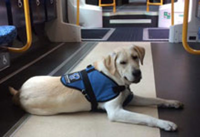 DisabilityAssistDogOnTrain220x150